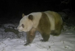 大熊猫视频,大熊猫视频捕捉自然魅力